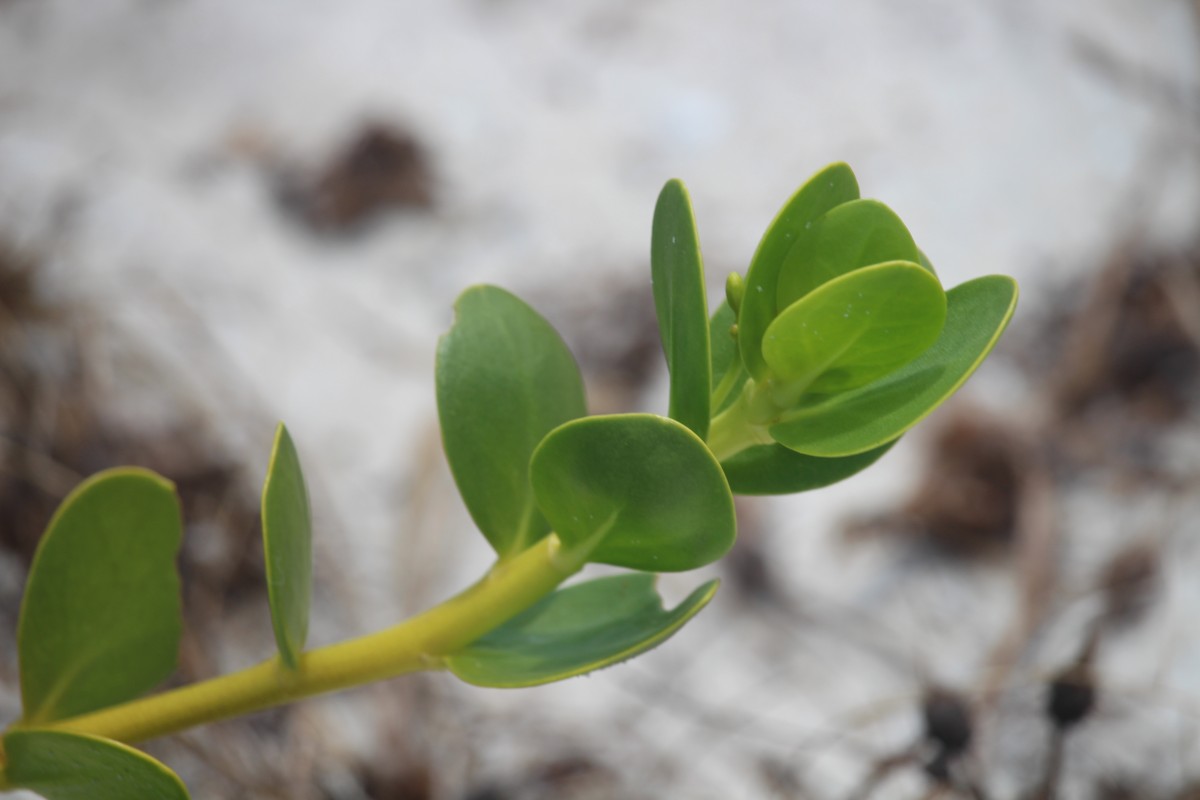 Scaevola plumieri (L.) Vahl